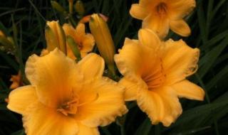 忘忧草代表什么意思 忘忧草代表什么意思